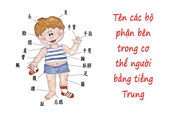 cac-bo-phan-tren-co-the-nguoi-trong-tieng-trung