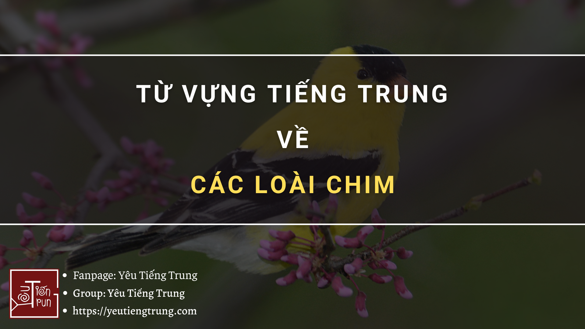 tu-vung-tieng-trung-ve-cac-loai-chim