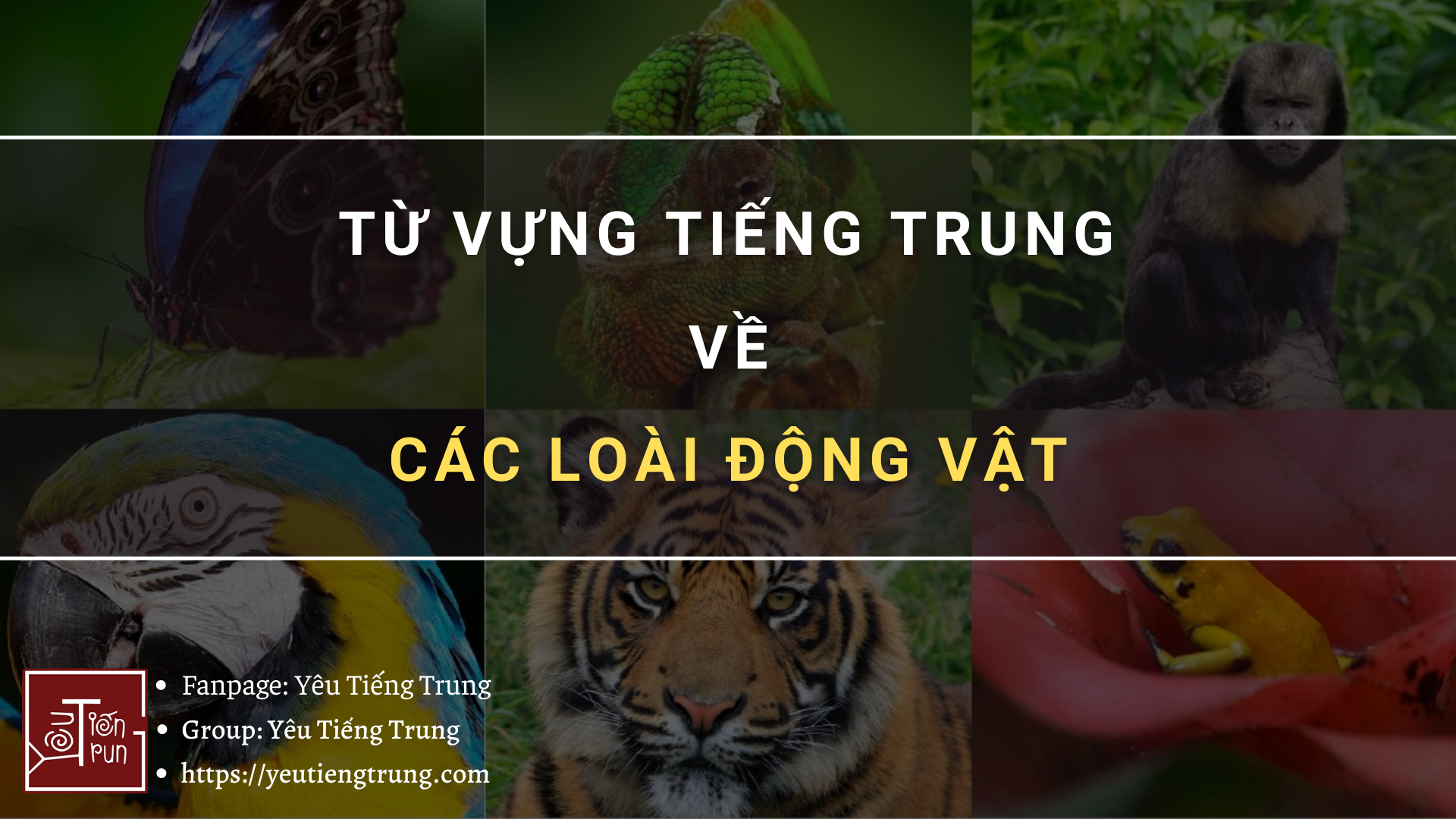 tu-vung-tieng-trung-ve-cac-loai-dong-vat