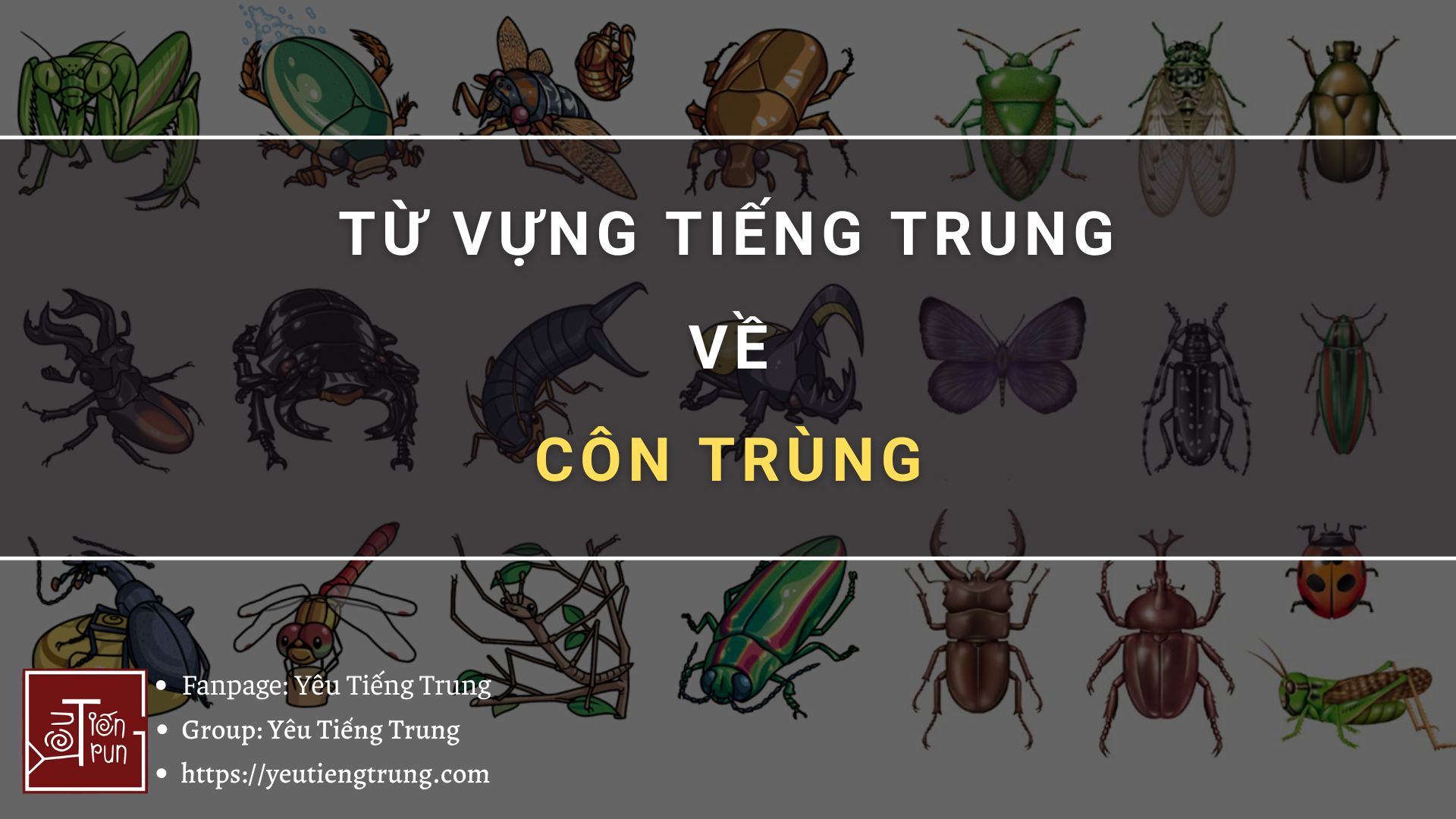 tu-vung-tieng-trung-ve-con-trung