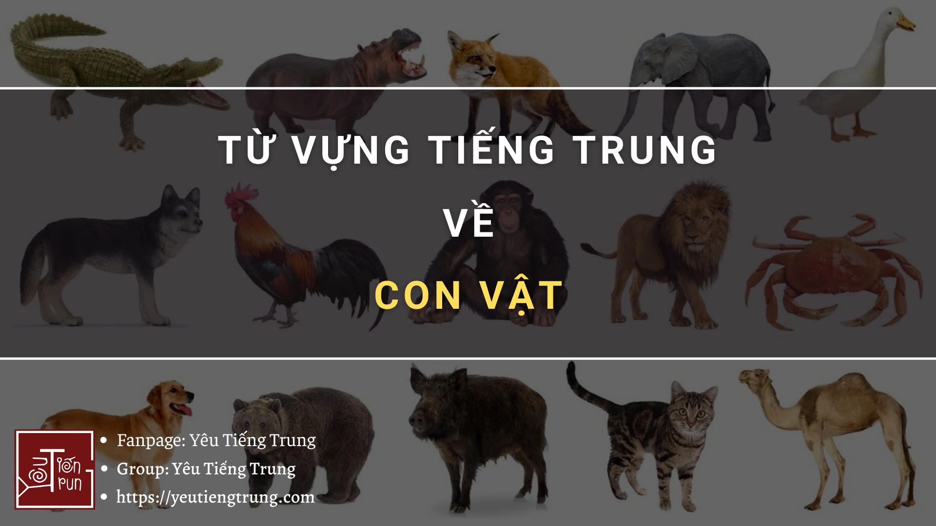 tu-vung-tieng-trung-ve-con-vat