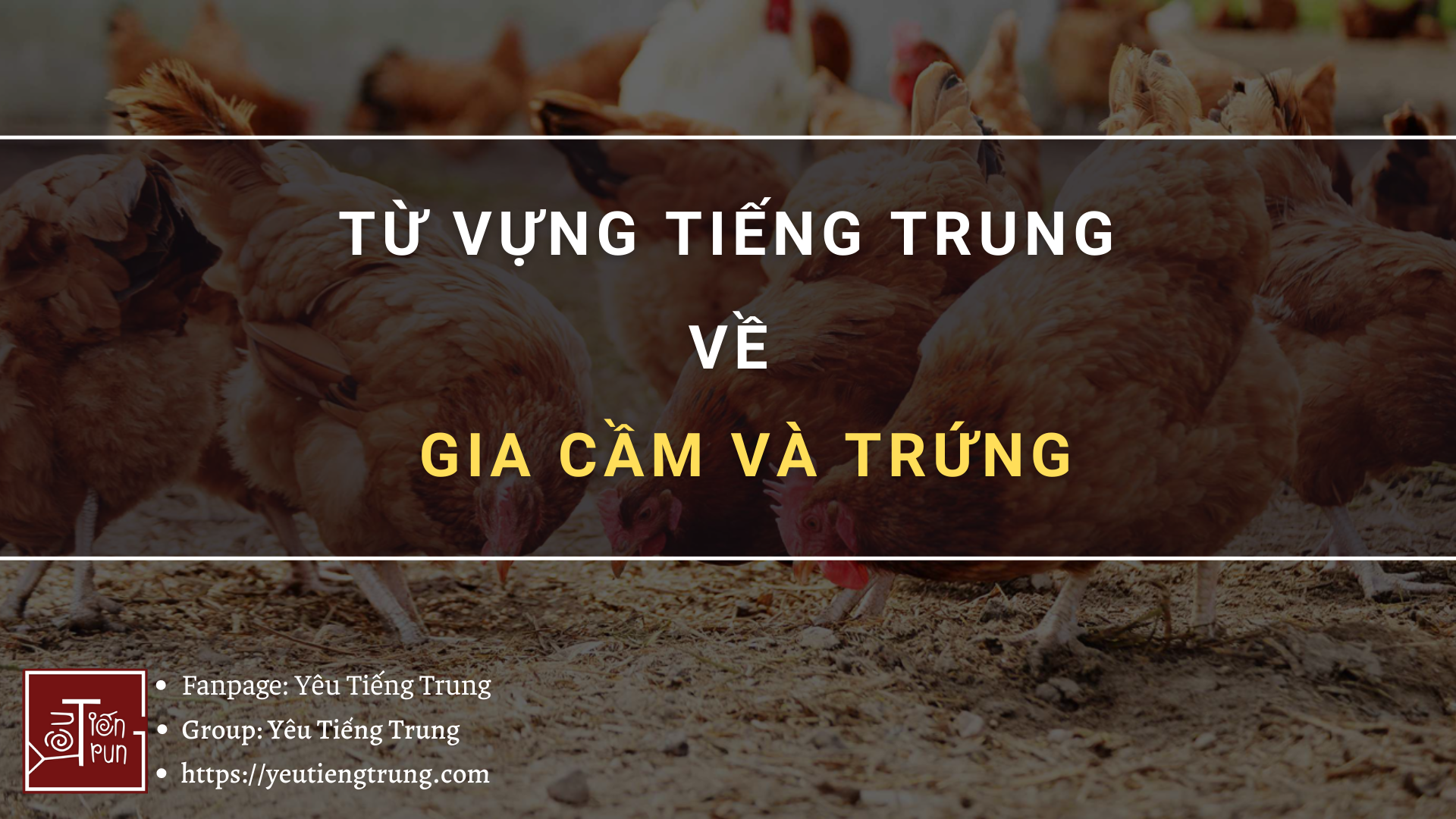 tu-vung-tieng-trung-ve-gia-cam-va-trung